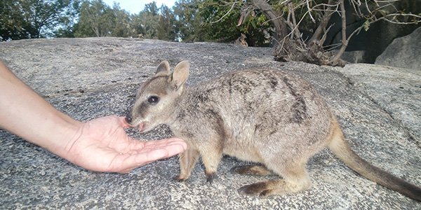 Wallabie auf Kangaroo-Island