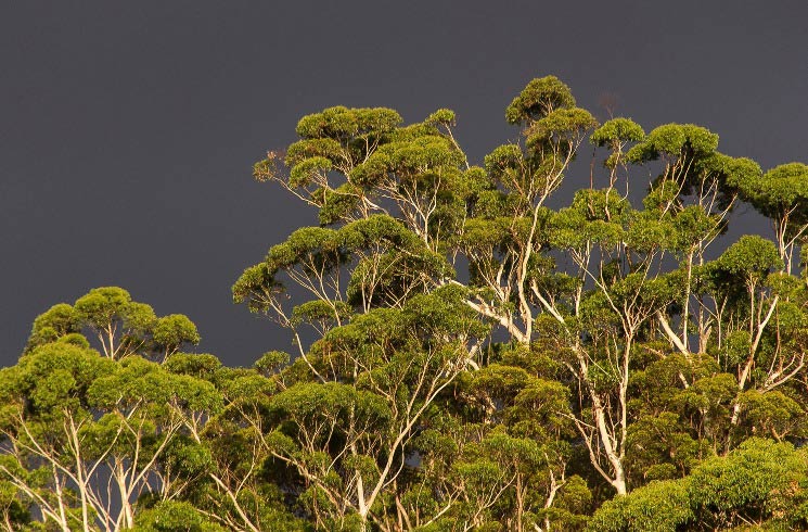 Eukalyptus-Bäume in Australien