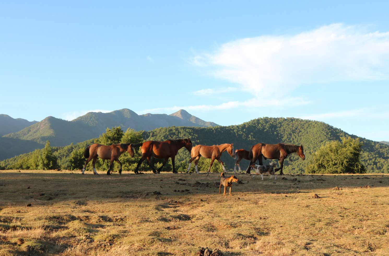 Pferde in Chile