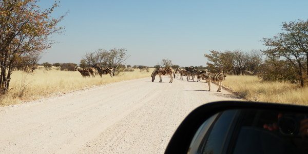 Tierische Herausforderungen bei der namibischen Infrastruktur
