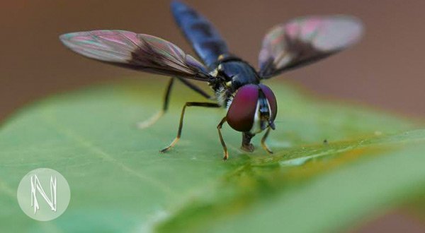 Praktikum in Peru: Forschungsprojekt mit Insekten Praktikum in Peru: Forschungsprojekt mit Insekten