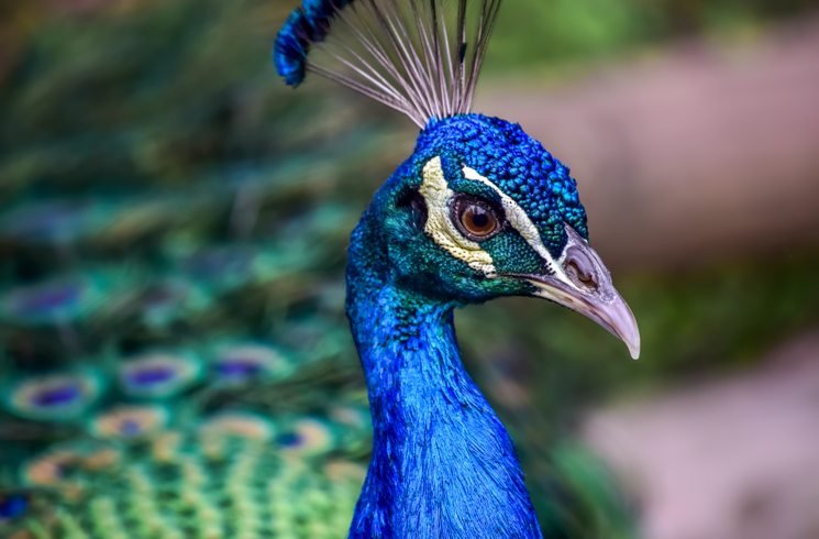 Pfau in Kolumbien