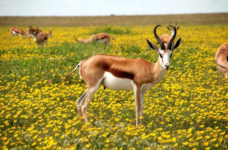 Antilope in Namibia