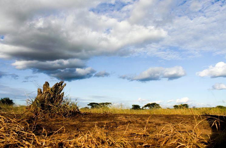 Tarangire Nationalpark in Tansania