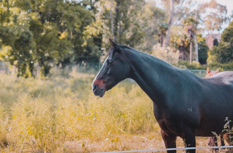 Pferd auf einer Farm in Melbourne, Australien