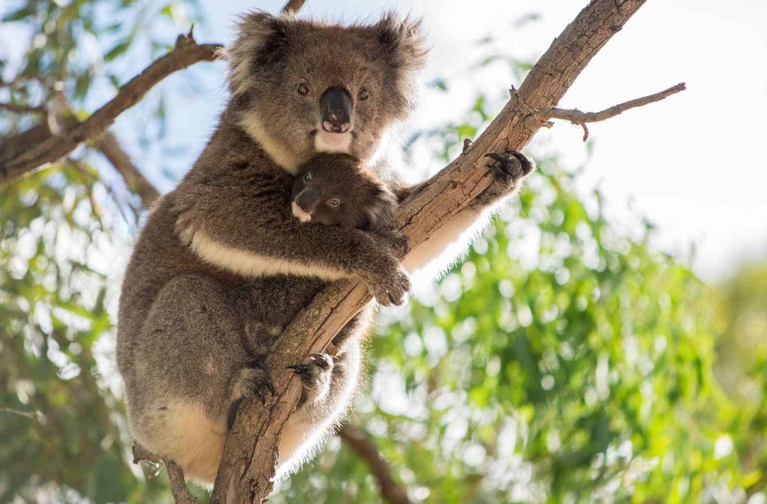 Work and Travel Full Package für Australien Work and Travel Full Package für Australien