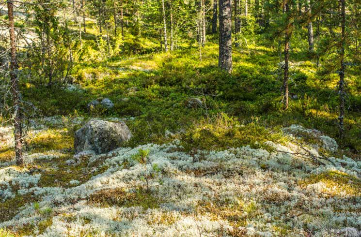 Wald in FInnland